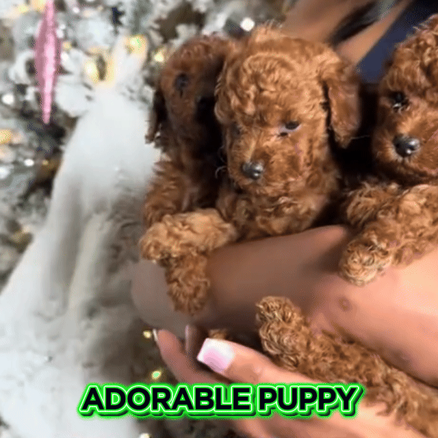 💸 Flash Sale: Get 50% OFF🔥 🐶NICOO - My Realistic Robot Puppy